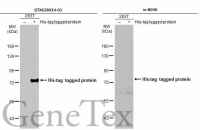 6X His tag antibody [GT359] (HRP)