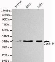 Cyclin H antibody [4E11-G2-D7]