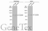 CLOCK antibody