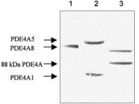 PDE4A antibody