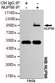 NUP98 antibody [3B8-D7-H10]