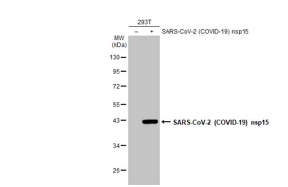 SARS-CoV-2 (COVID-19) nsp15 antibody