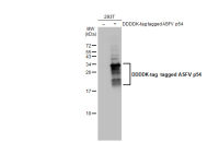 ASFV p54 antibody [HL1218]