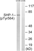 SHP1 (phospho Tyr564) antibody
