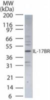 IL17 Receptor beta antibody