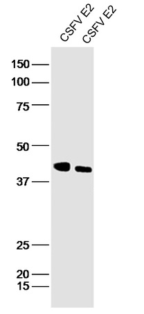 CSFV E2 protein antibody