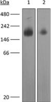 VEGF Receptor 2 antibody [DC101]