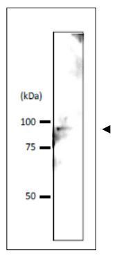 Srb4 (S. cerevisiae) antibody