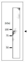 Srb4 (S. cerevisiae) antibody