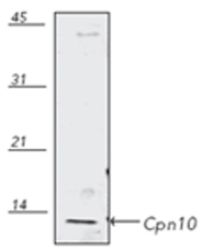 Cpn10 antibody