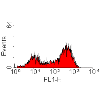 Endothelium antibody [MRC OX43] (FITC)