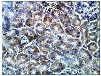 ADCY7 antibody
