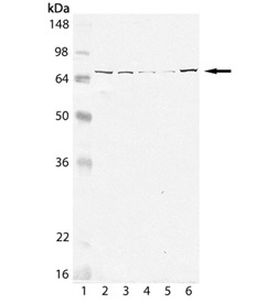 Grp75 antibody [30A5]