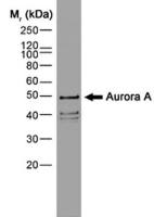 Aurora A antibody [35C1]