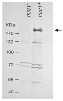 Mrc1 (S. pombe) antibody