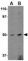 FEZ2 antibody