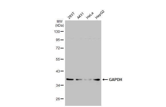 GAPDH antibody [GT239] (HRP)