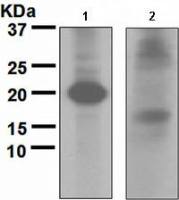 ATG12 antibody [EPR4800], C-term