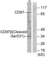 CD97 beta (cleaved Ser531) antibody