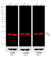 Goat Anti-Mouse IgG antibody (DyLight680)