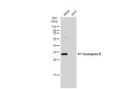 Granzyme B antibody