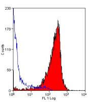 CD90.1 antibody [OX-7]