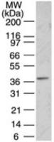 PNMA2 antibody
