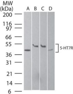 5-HT7 receptor antibody