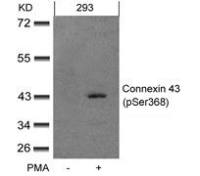 Connexin 43 (phospho Ser368) antibody