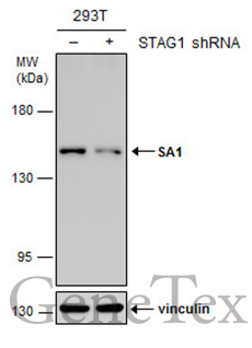 SA1 antibody [GT8810]
