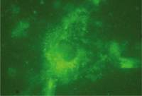 LAMP2 antibody [GL2A7]