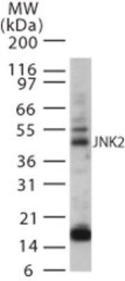 JNK2 antibody