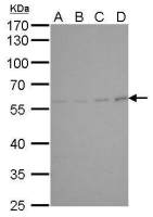Cyclin B1 antibody [GT238]