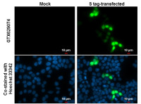 S Tag antibody [GT727]