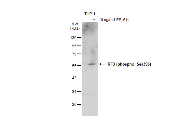 IRF3 (phospho Ser396) antibody