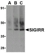 SIGIRR antibody, C-term