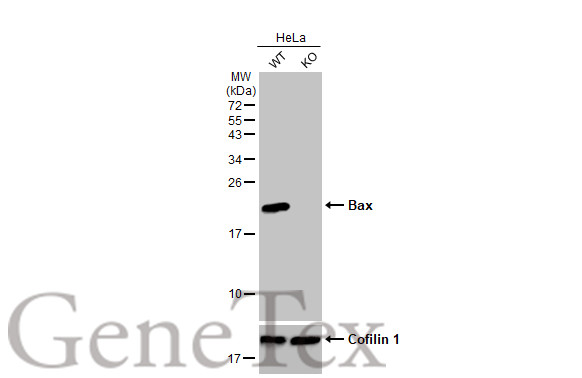 Bax antibody [HL236]