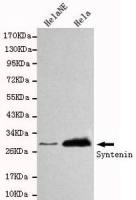 Syntenin 1 antibody [3D9-G9-H4]