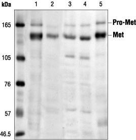 c-Met antibody [3i20(25H2)]
