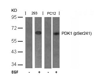 PDPK1 / PDK1 (phospho Ser241) antibody