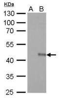 V5 tag antibody [GT1071] (HRP)