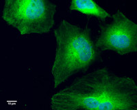 GCP4 antibody [GT812]