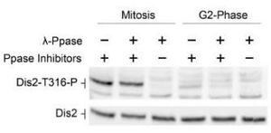 Dis2 (phospho Thr316) (S. pombe) antibody
