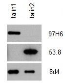 Talin-2 antibody [53.8]