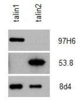 Talin-2 antibody [53.8]