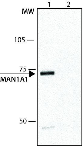 alpha 1,2 Mannosidase IA antibody