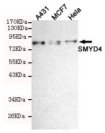 SMYD4 antibody [7C8-B11-F10]