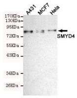 SMYD4 antibody [7C8-B11-F10]