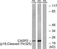 Caspase 2 (cleaved Thr325) antibody