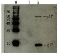 HIV1 p17 antibody
